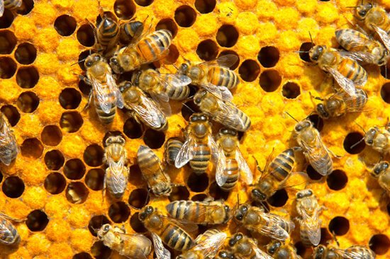 ผึ้งหลายตัวเกาะอยู่บนลังผึ้ง